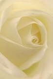 Nestled within the gentle heart of a cream-white rose, this photograph immerses the viewer in a soothing spiral of petal upon delicate petal. The unfurling layers evoke the sensation of morning in Welling-soft light trickling through windows, casting gentle shadows on pale ivory curves. Each petal seems to whisper a story of hope and tenderness, inviting admiration and reflection, as if picked beside the leafy paths of Danson Park. The bloom's serene glow and subtle fragrance capture emotions best expressed without words: sympathy for a neighbour, admiration for a friend, celebration of new chapters unfolding. The masterful hands of Welling Florist are felt in the flawless composition, every petal arranged with intention and care. Delivered fresh across Welling, this rose embodies not just beauty but the heartfelt artistry and tradition of florists who know and cherish the local community, making every bouquet a true extension of warmth and grace.
